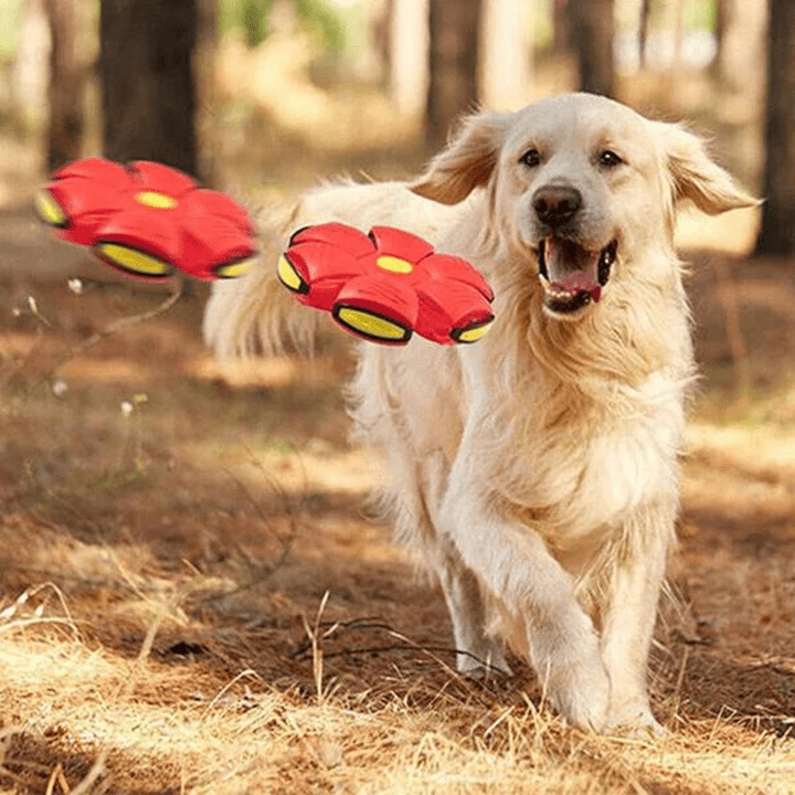 Interactive Flying Dog Toy 1