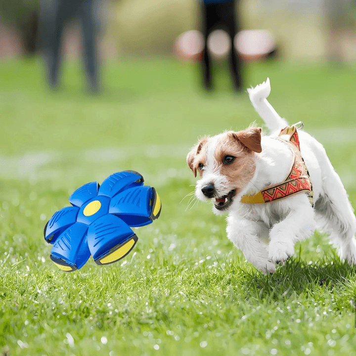 Interactive Flying Dog Toy 3