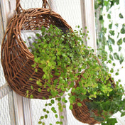 New Leaf Haven Handwoven Hanging Basket Natural Wicker Design For Plants Home Decor For Indoor Plant Displays