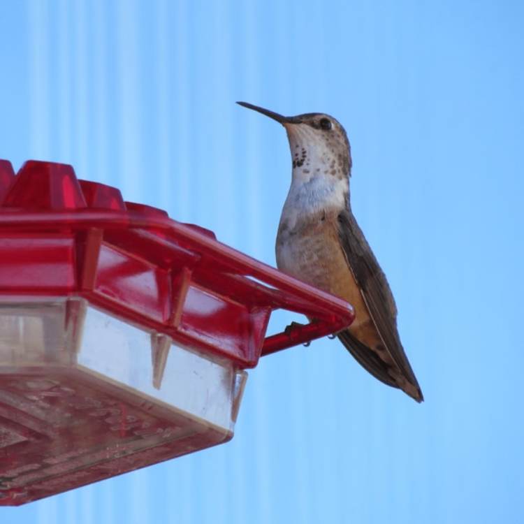 decorative-garden-hummingbird-feeder-bird-feeder-388704.jpg